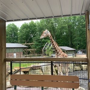 Meet your Posher, Carina